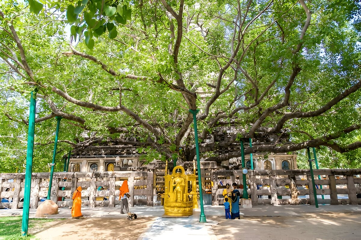 image of the Bodh Tree(gaya) in Bihar